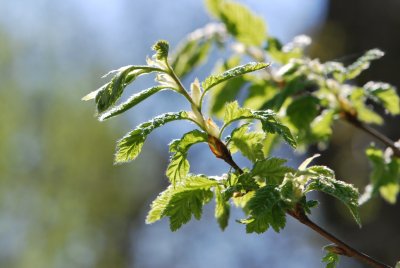 Carpinus betulus 'Quercifolia' - habr obecný 'Quercifolia' - jarní větévky (2)